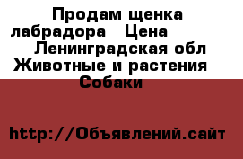 Продам щенка лабрадора › Цена ­ 40 000 - Ленинградская обл. Животные и растения » Собаки   